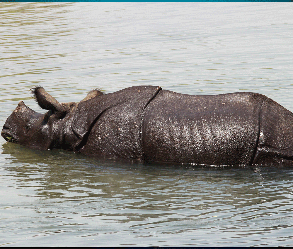 Chitwan- Lumbini – Pokhara Tour